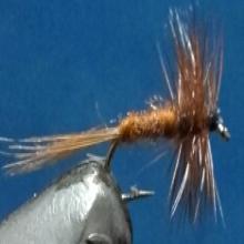 Brown Midge