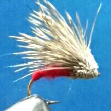 Streaking Caddis Red