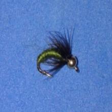 Caddis Pupa