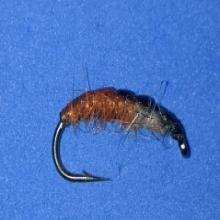 Larvae Brown