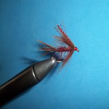 Claret Dabbler