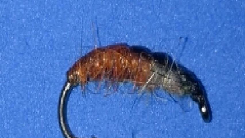 Larvae Brown