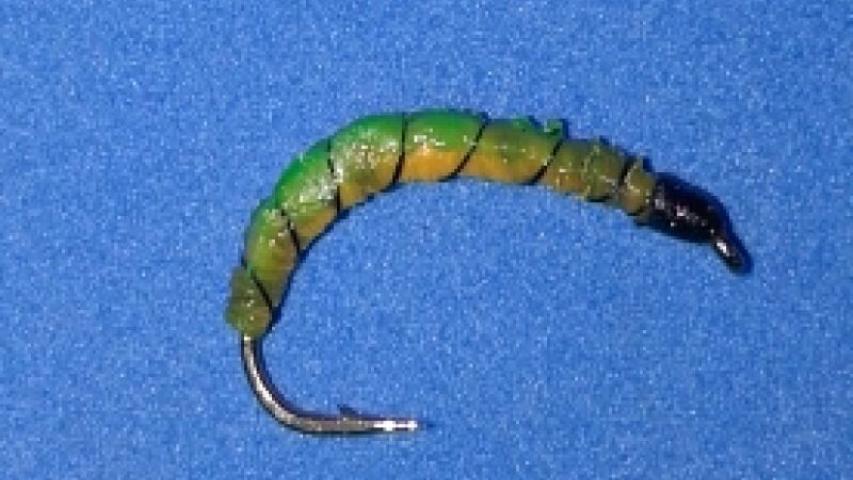 Larvae Green-Yellow