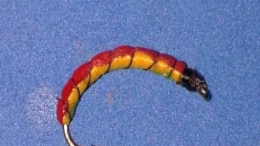 Larvae Red and Yellow