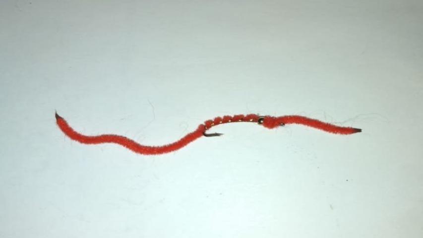 San Juan worm (red)