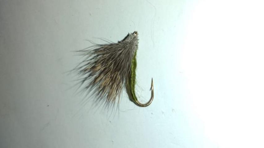 Streaking Caddis