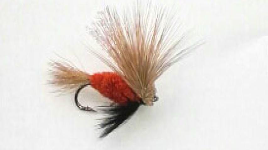 Steel-head river mouse orange