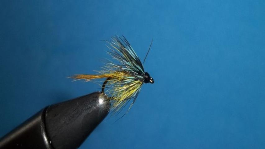 Irish Bumble Invicta