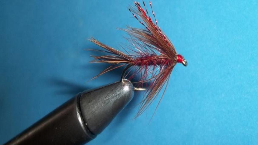 Claret Dabbler